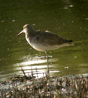 Wildlife Surveys 